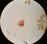 ショウジョウケノリ