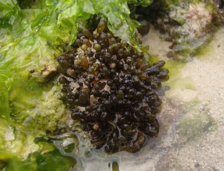 ツクシホウズキ