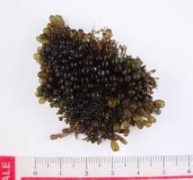 ツクシホウズキ