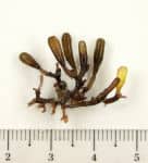 ツクシホウズキ