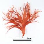 ヤレウスバノリ