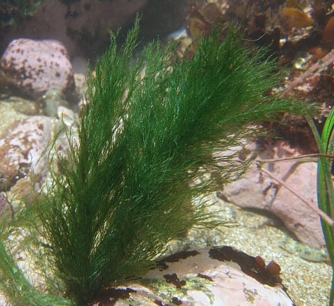 アサミドリシオグサ