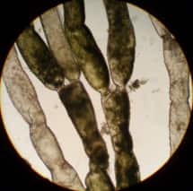 イトゲノマユハキ