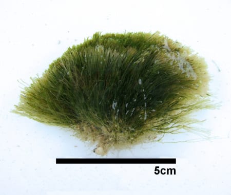 イトゲノマユハキ