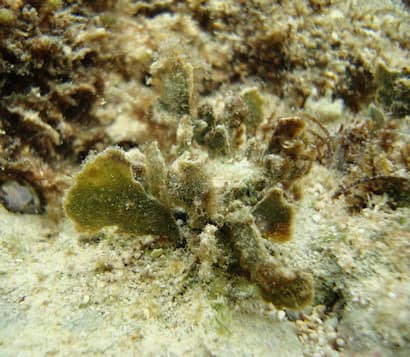 クサビガタハウチワ