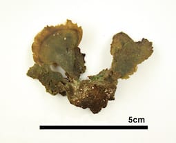 クサビガタハウチワ