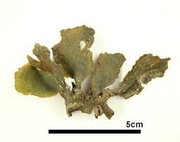 クサビガタハウチワ