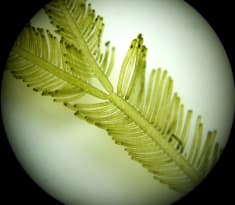 ナンカイハネモ