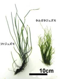 タルガタジュズモ