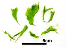 ウスバアオノリ