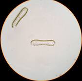 ウスバアオノリ