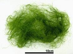 ウスイロジュズモ