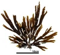 アツバコモングサ