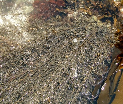 アズマネジモク