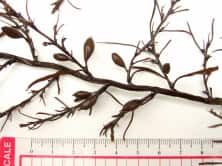 アズマネジモク