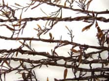 アズマネジモク