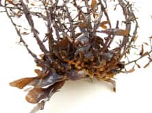 アズマネジモク