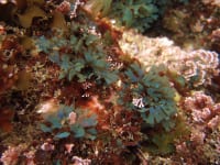 フクリンアミジ