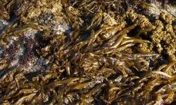 ホソクビワタモ