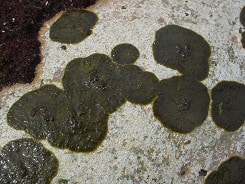 キンイロハンモン