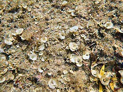 コナウミウチワ