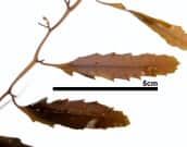 ヨレモクモドキ