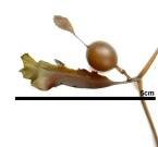 ヨレモクモドキ