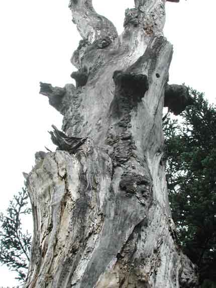 アイヌホソコバネカミキリ