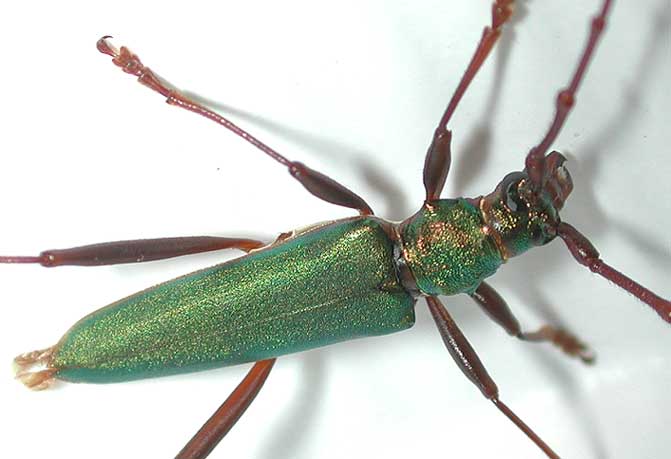 アカアシオオアオカミキリ