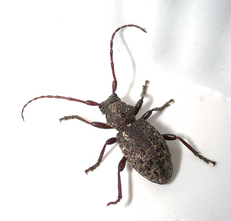 アカガネカミキリ