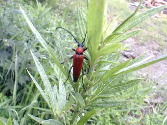 アカハナカミキリ