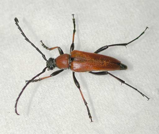 アカハナカミキリ