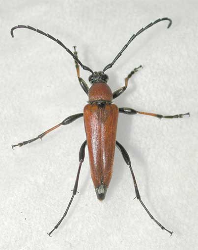 アカハナカミキリ