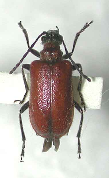 アカイロニセハムシハナカミキリ