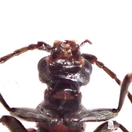 アカイロニセハムシハナカミキリ