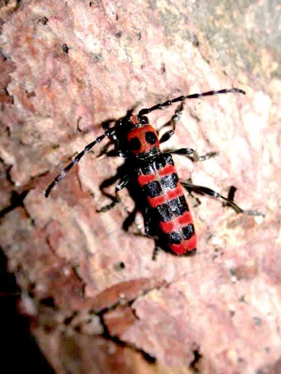 アカジマトラカミキリ