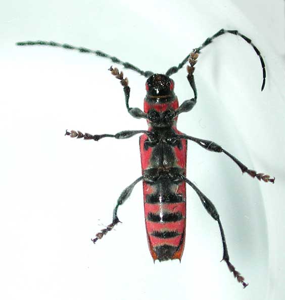 アカジマトラカミキリ