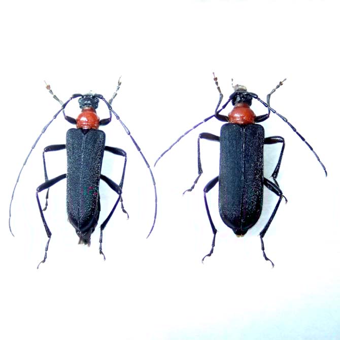 アカムネハナカミキリ