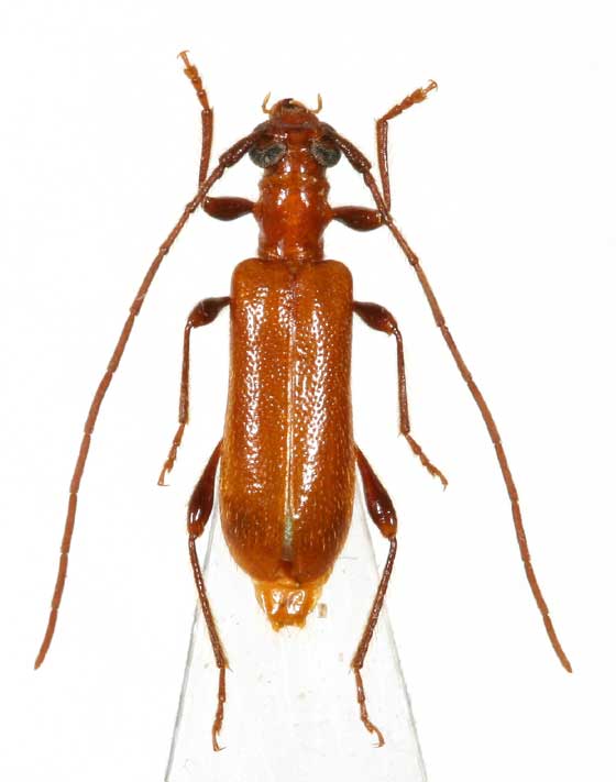 アカオニアメイロカミキリ