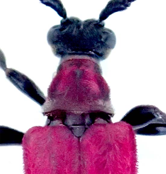 アマミアカハネハナカミキリ