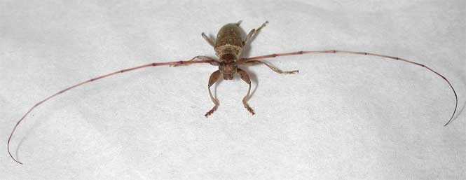 アマミビロウドカミキリ