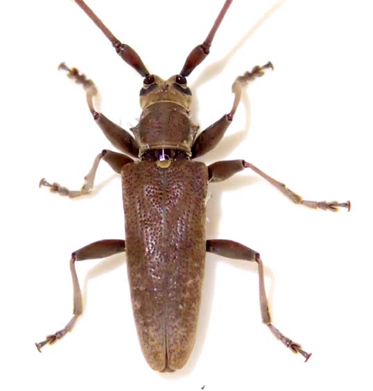 アマミビロウドカミキリ