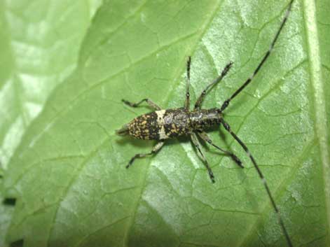 アマミヒメヒゲナガカミキリ