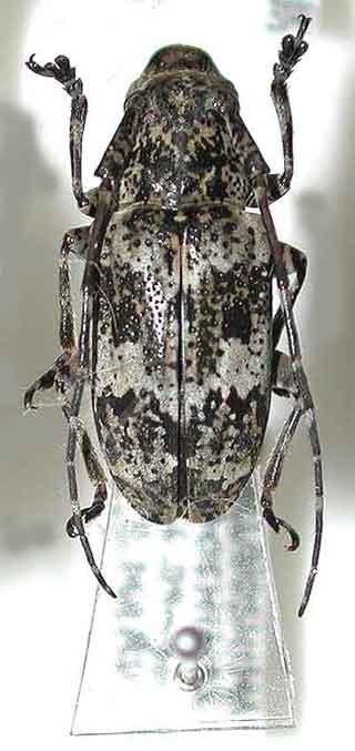 アマミコウノゴマフカミキリ