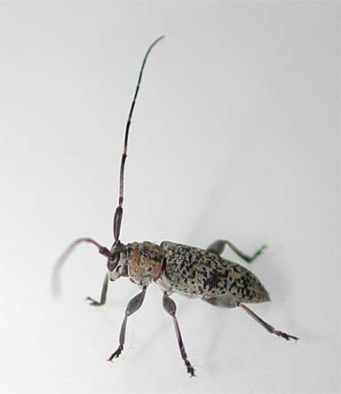 アマミクロオビトゲムネカミキリ