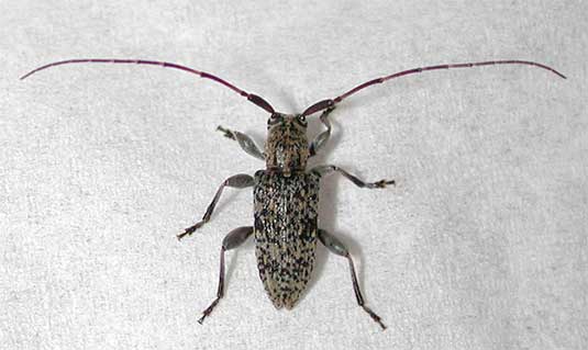 アマミクロオビトゲムネカミキリ