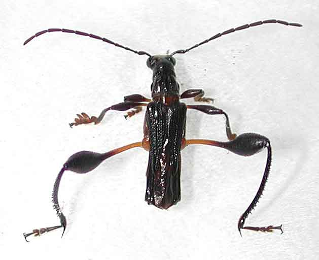 アマミモモブトコバネカミキリ