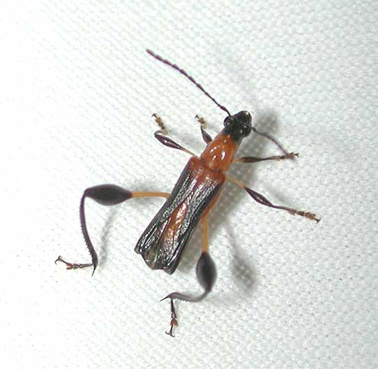 アマミモモブトコバネカミキリ