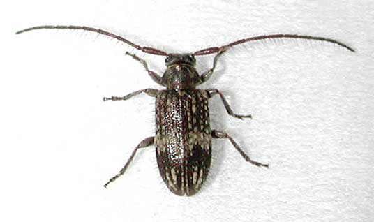 アマミノブオケシカミキリ