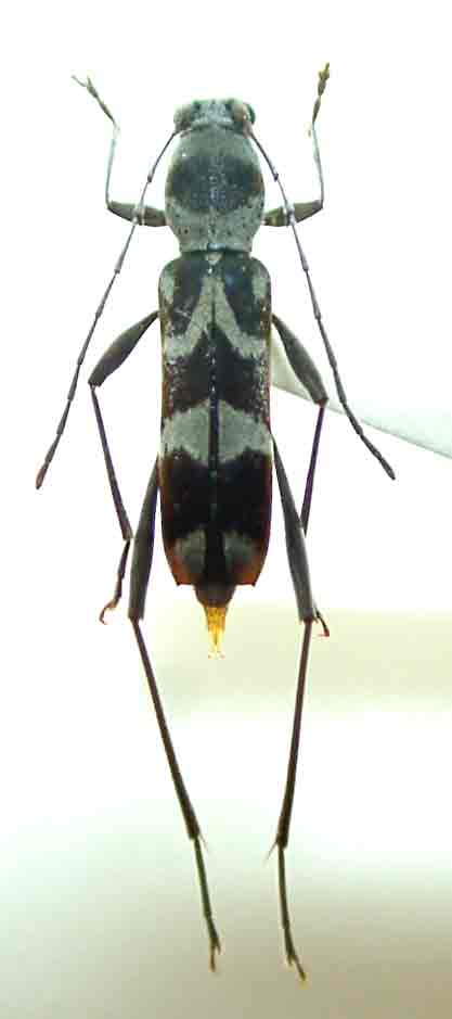 アマミトゲヒゲトラカミキリ